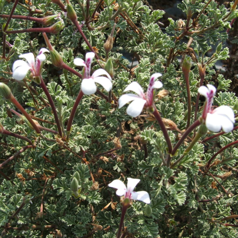 abrotanifolium