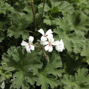 fragrans_1