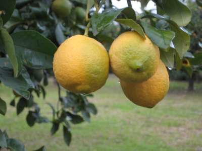 limoni-agrumi-cassetta