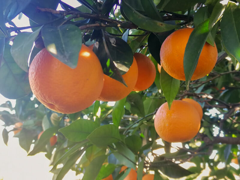 arance-agrumi-cassetta