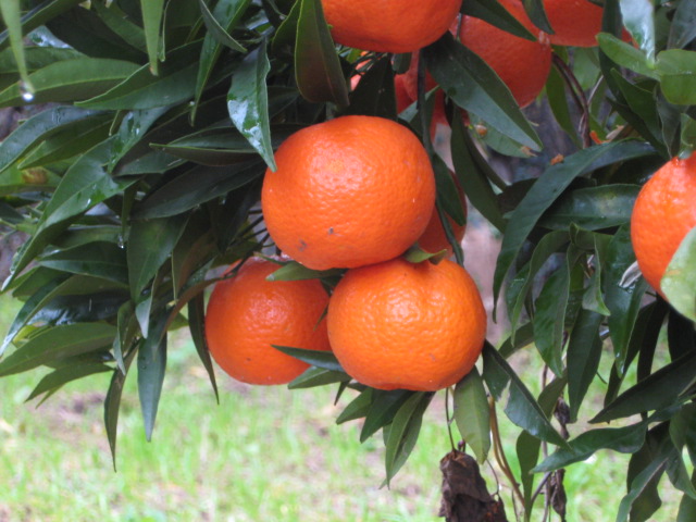 clementine-agrumi-cassetta