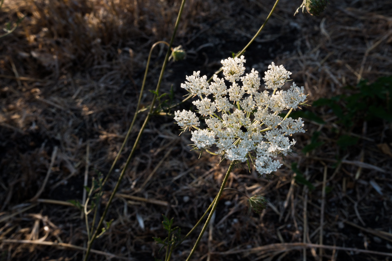 Carota selvatica