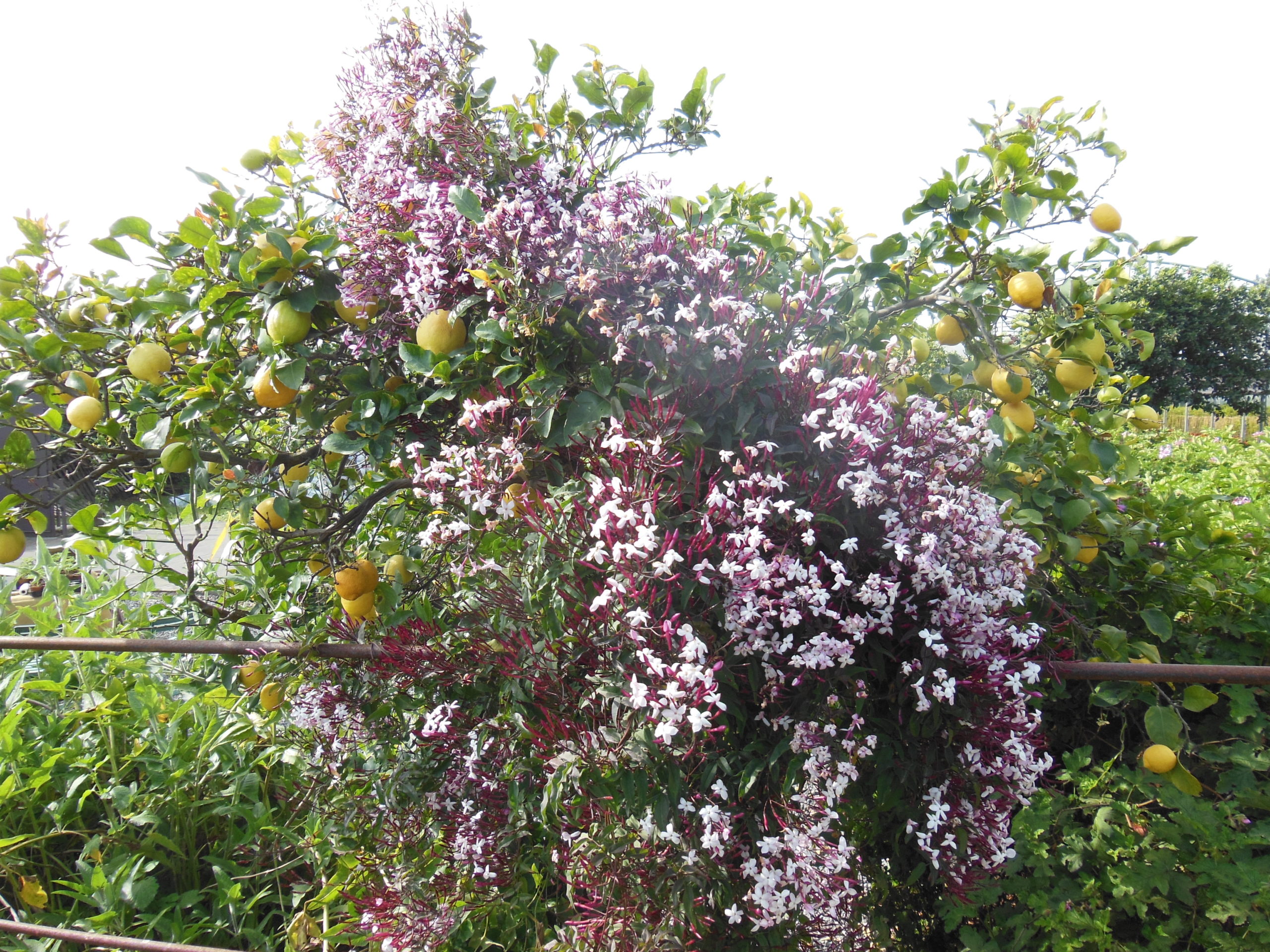 polyanthum (11)