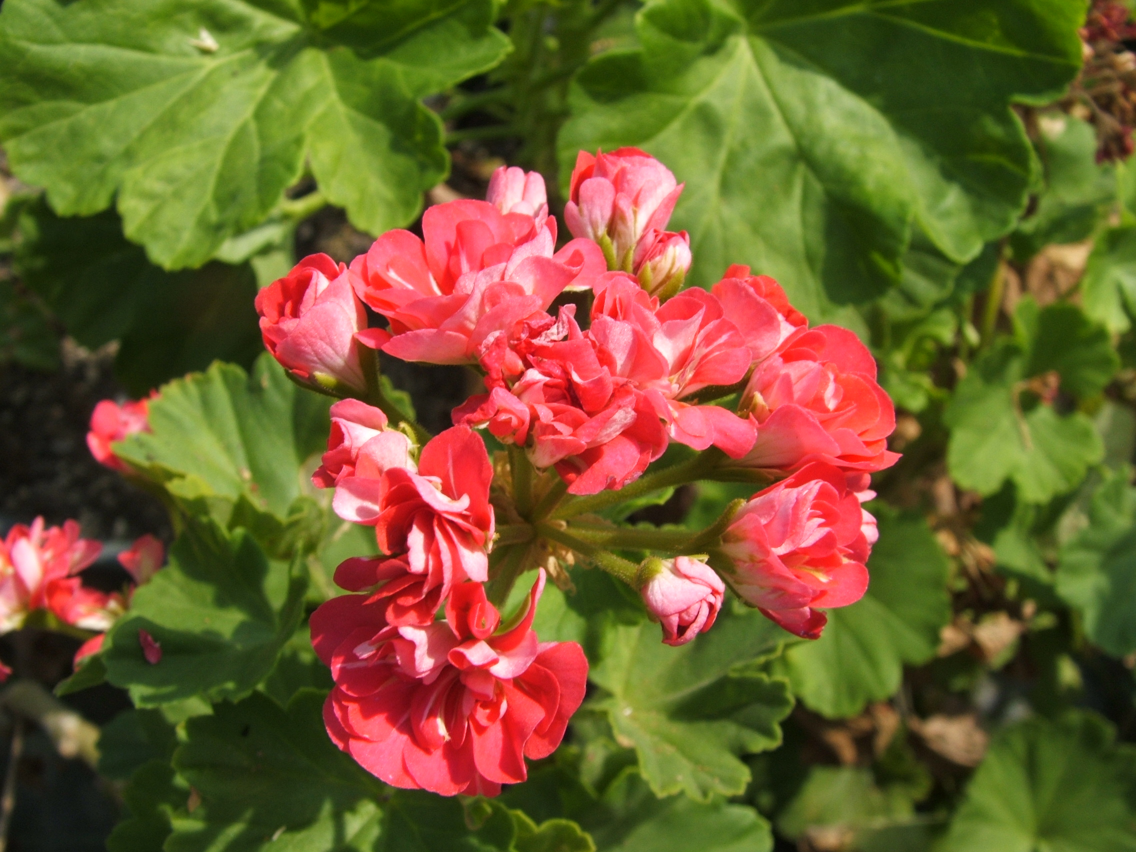 Pink Rosebud