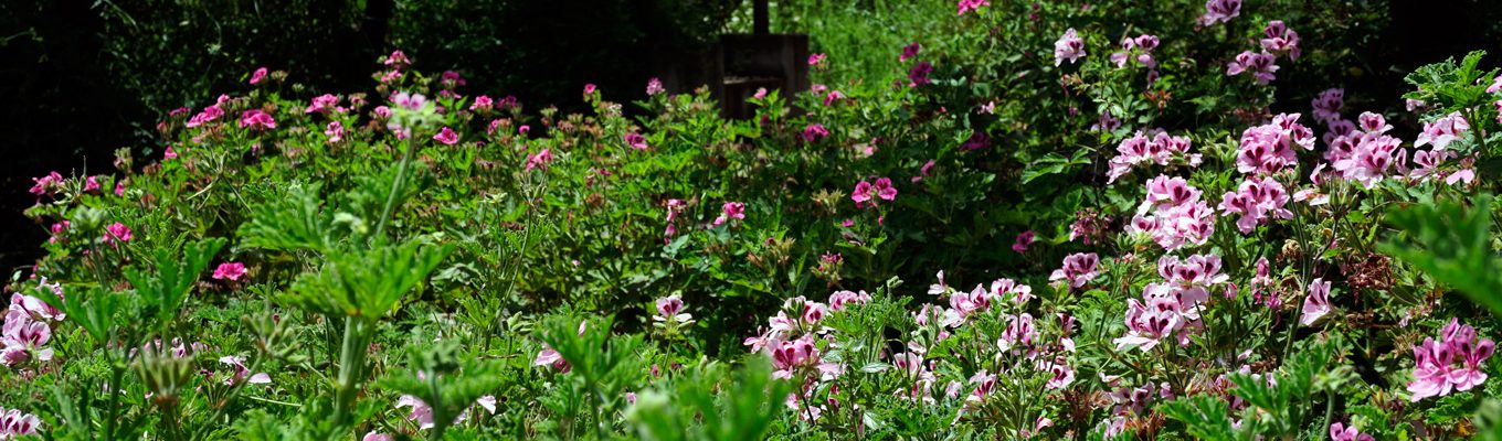 pelargoni_giardino_web